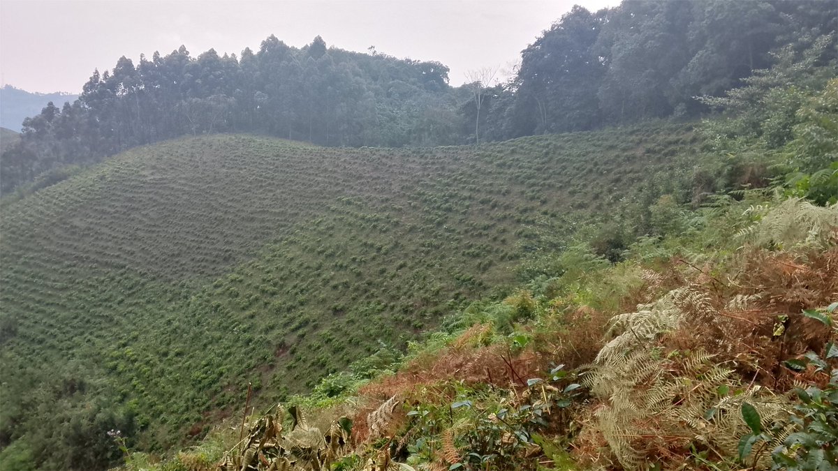 The threats to gorillas in #Bwindi are preventable if we joined efforts and work together. #createmorespaceforgorillas #plantatreesavegorillas #Biodiversityconsultancy #Travelforacause. #takingaction