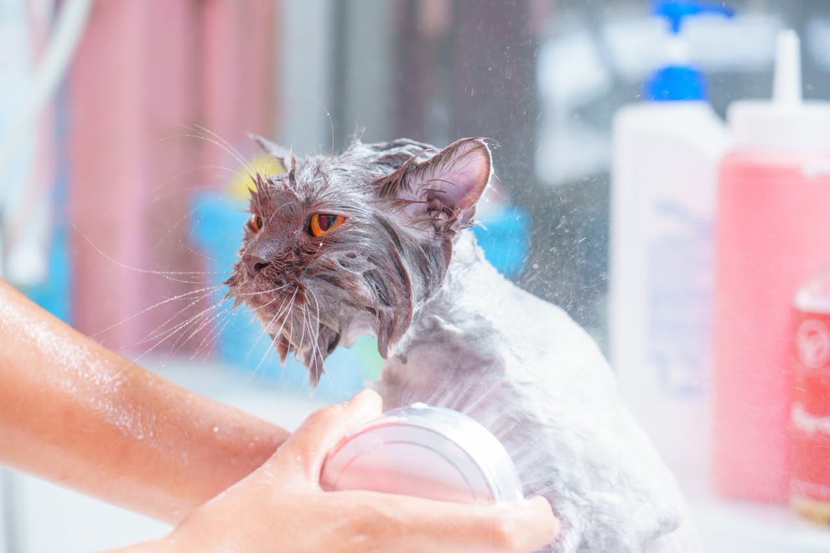PetpetinLife's tweet photo. 🐱 How often should you bathe a cat?

Most indoor cats don’t need frequent baths — every 4–6 weeks is enough (many rarely need one at all!).

#CatCare #PetTips

https://t.co/AAw4KDTmNy https://t.co/BHNL1n2OLt