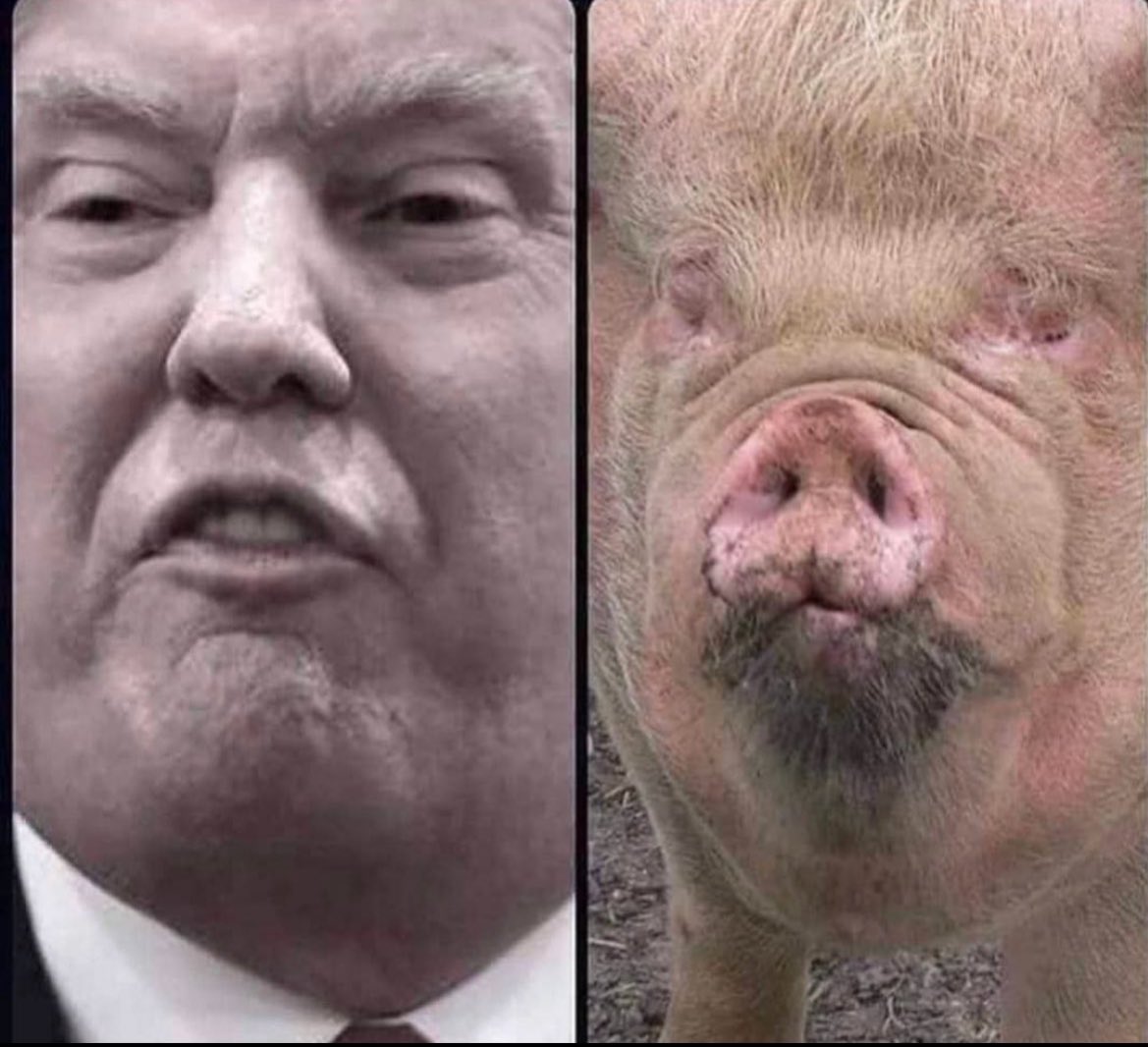 jaimarahman5's tweet photo. 左:ドナルド・トランプ
右:……え、どっちがどっち?🤔🐷
髪の感じも、表情も、なんか妙にシンクロしてるんだが……
これもう同一人物説あるだろww
「Quiet, piggy!」って自分で言っちゃうレベルじゃん😂
どっちが本物か当ててみ?(難易度:激ムズ)
#トランプ #豚ミーム #TrumpPig #政治ネタ #似 https://t.co/eAsqCbtQGl