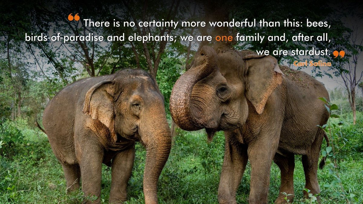 World Animal Protection tweet media