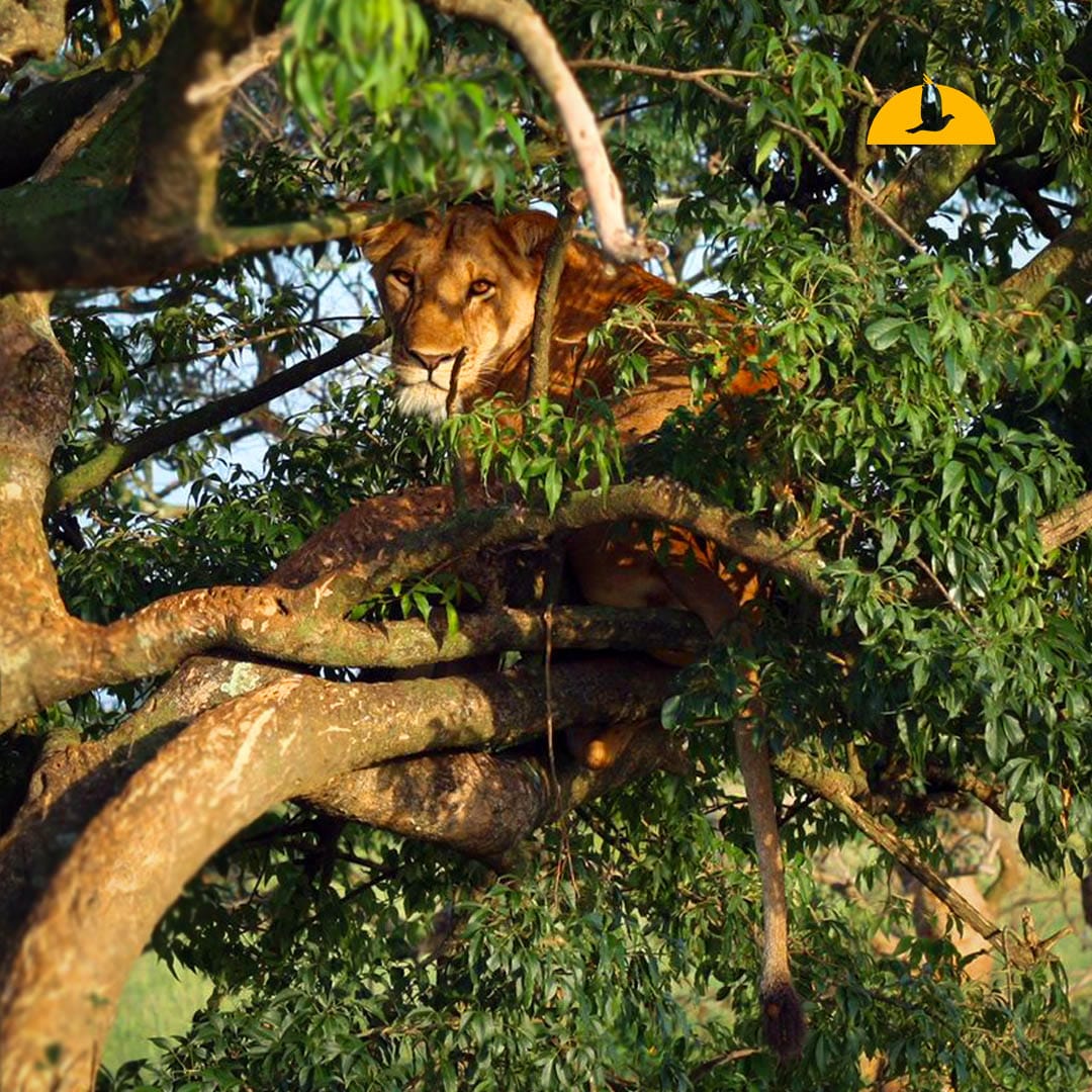 elhaneman's tweet photo. Lions… in trees. 🌳🦁

The Ishasha sector of Queen Elizabeth National Park is home to Uganda’s iconic tree-climbing lions.

https://t.co/Y99U91g1CY
#elhaneman #ugandasafaris #ishasha #treelions #uganda #africatravel #safarilife #wildlifeencounter #bucketlisttravel https://t.co/2fqpxKrxrw