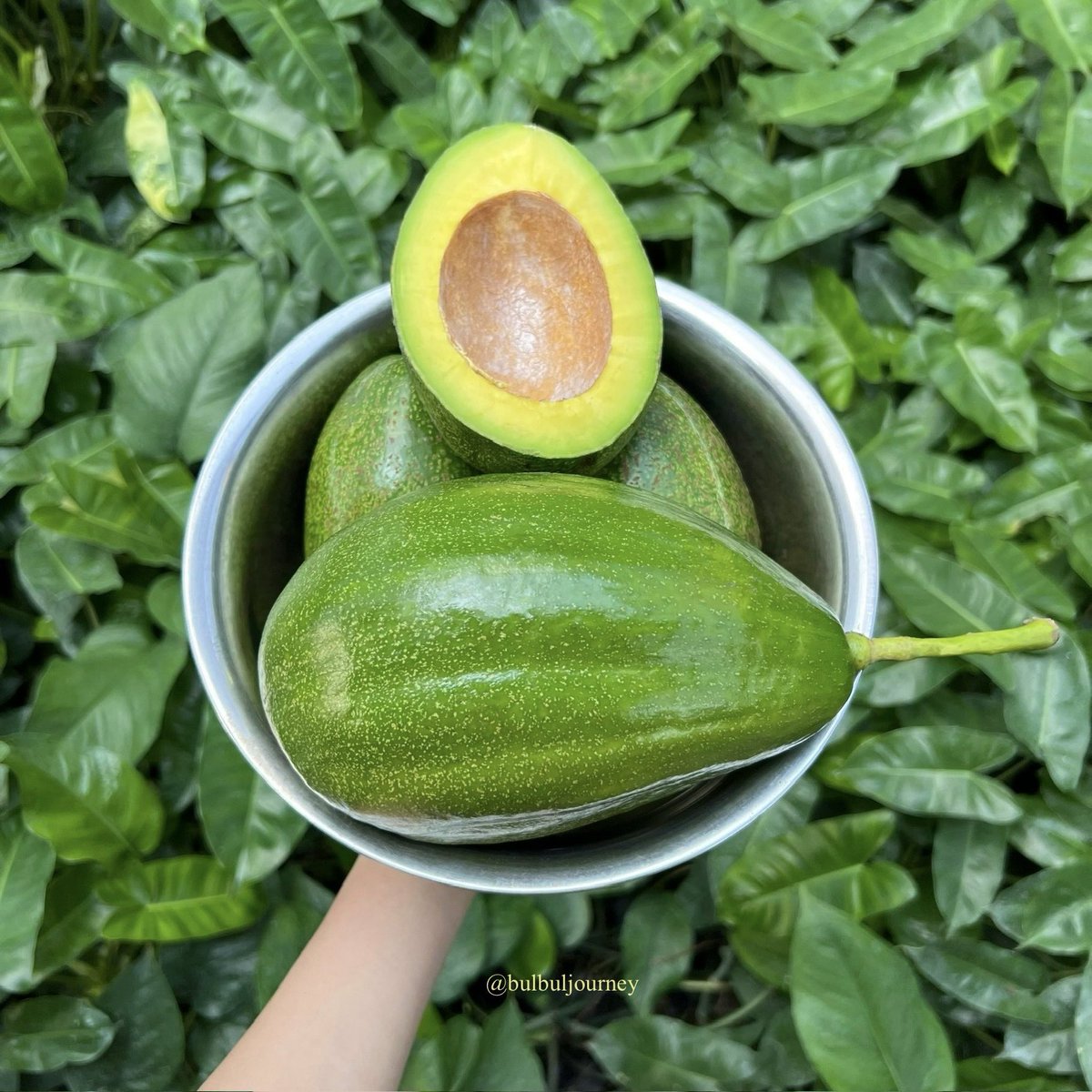 bulbulkiroku's tweet photo. Buah segar dari kebunku yang ditanam dengan penuh cinta dan usaha. 🍅🥑🍊🌱 https://t.co/q9PXF5eAJH