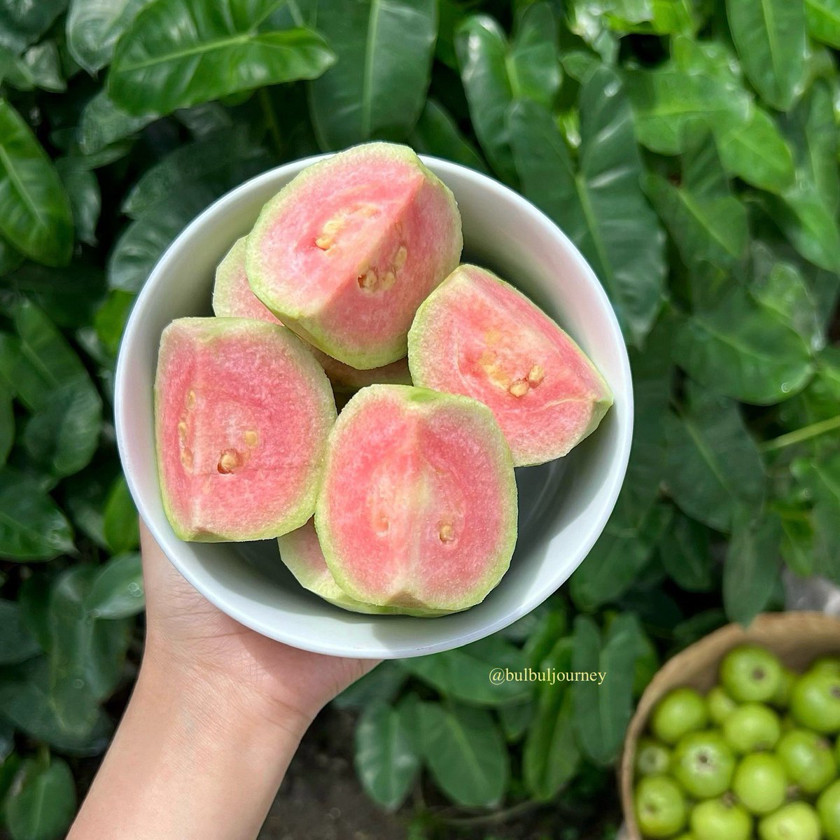 bulbulkiroku's tweet photo. Buah segar dari kebunku yang ditanam dengan penuh cinta dan usaha. 🍅🥑🍊🌱 https://t.co/q9PXF5eAJH