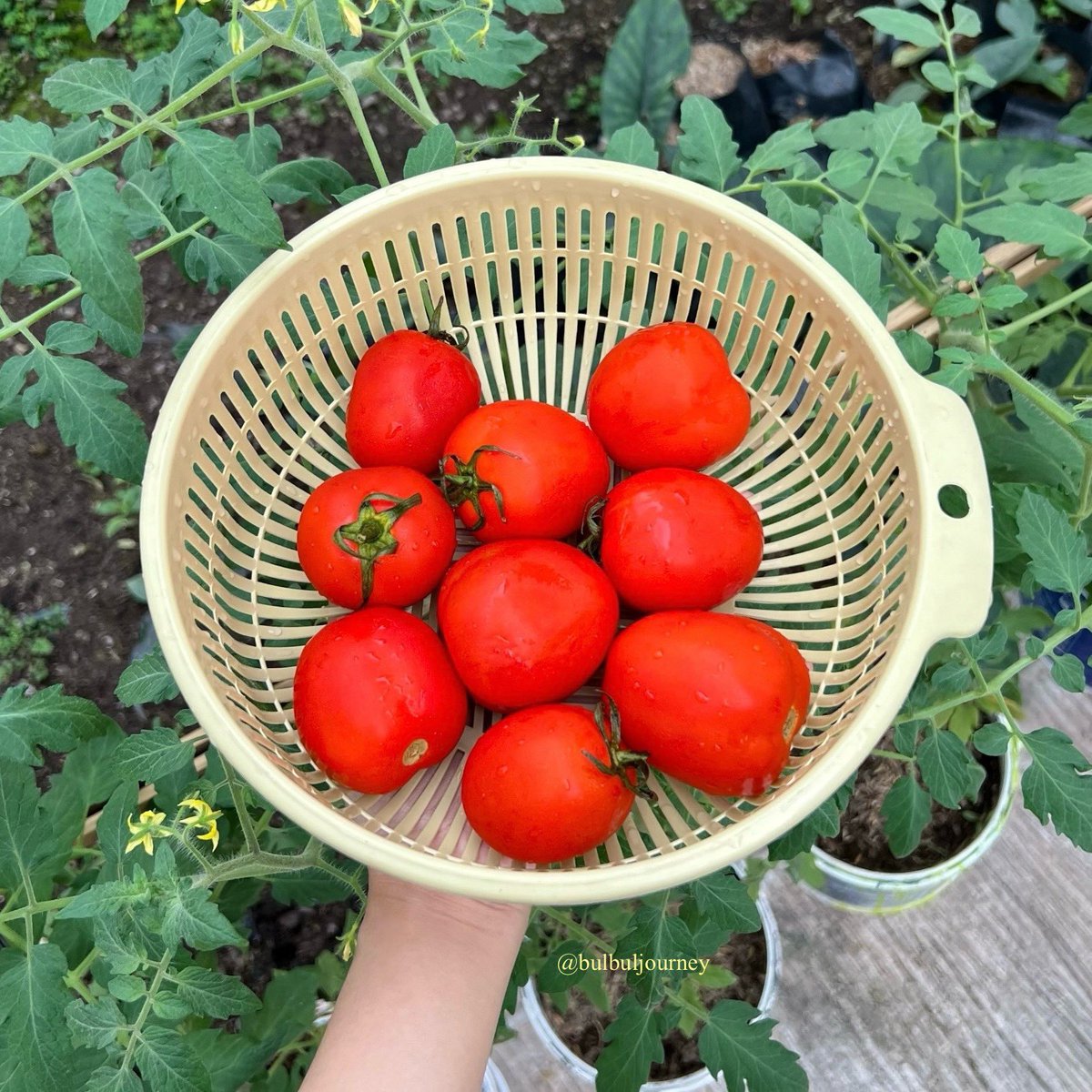 bulbulkiroku's tweet photo. Buah segar dari kebunku yang ditanam dengan penuh cinta dan usaha. 🍅🥑🍊🌱 https://t.co/q9PXF5eAJH