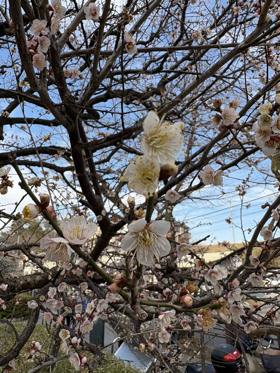 csfact's tweet photo. 今年はどこの梅を愛でようか…
と思っているうちにすでに東京近郊は季節が過ぎてしまったようです。
まもなく桜です。
 
#梅
#赤塚城址の梅林
#赤塚公園
#2026年2月24日 https://t.co/6CDaQF8xQs