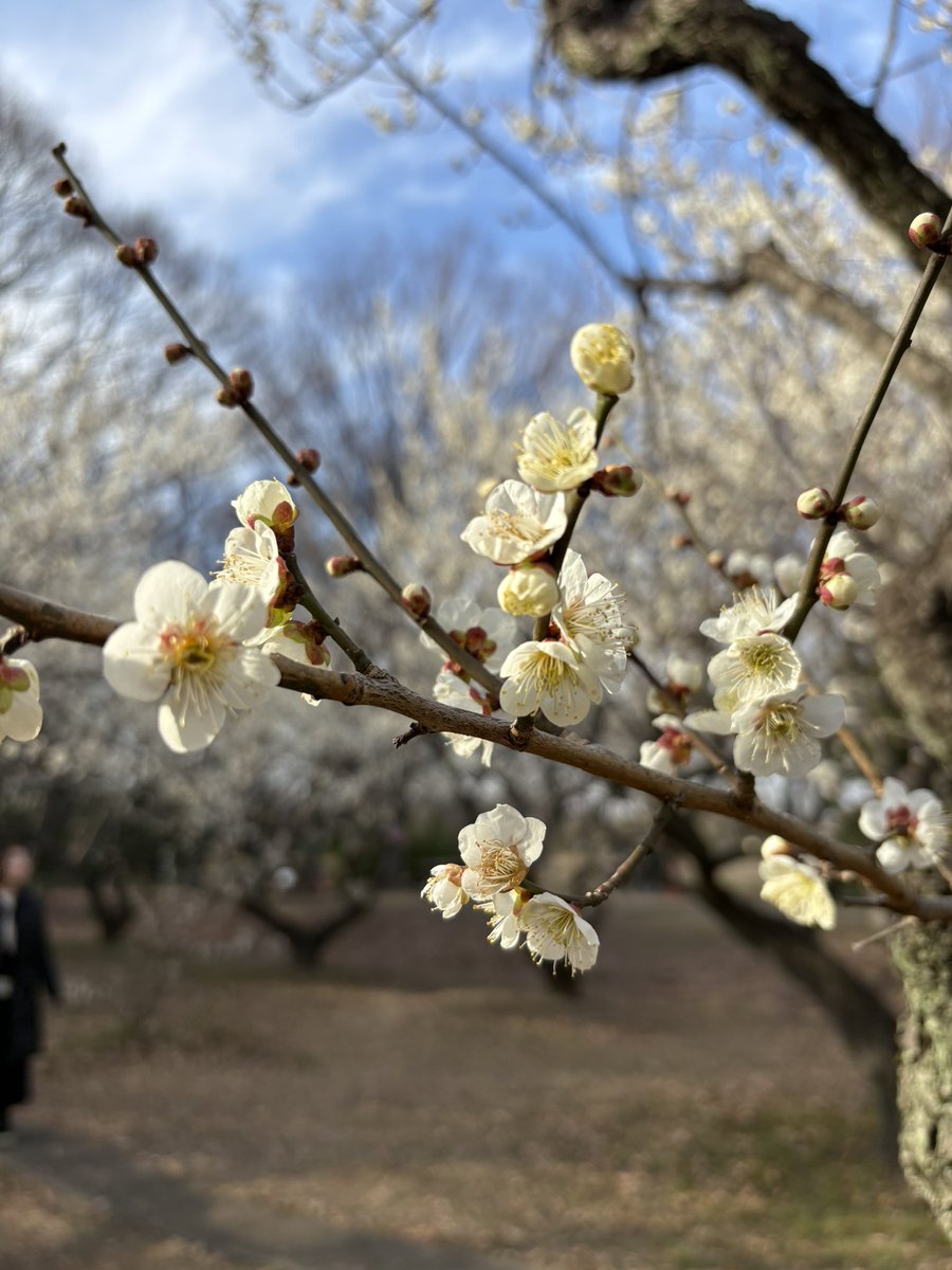 csfact's tweet photo. 今年はどこの梅を愛でようか…
と思っているうちにすでに東京近郊は季節が過ぎてしまったようです。
まもなく桜です。
 
#梅
#赤塚城址の梅林
#赤塚公園
#2026年2月24日 https://t.co/6CDaQF8xQs