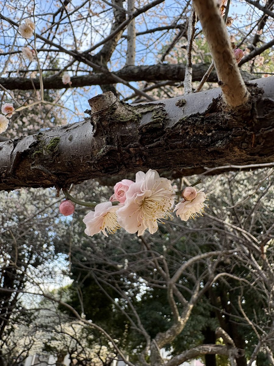csfact's tweet photo. 今年はどこの梅を愛でようか…
と思っているうちにすでに東京近郊は季節が過ぎてしまったようです。
まもなく桜です。
 
#梅
#赤塚城址の梅林
#赤塚公園
#2026年2月24日 https://t.co/6CDaQF8xQs