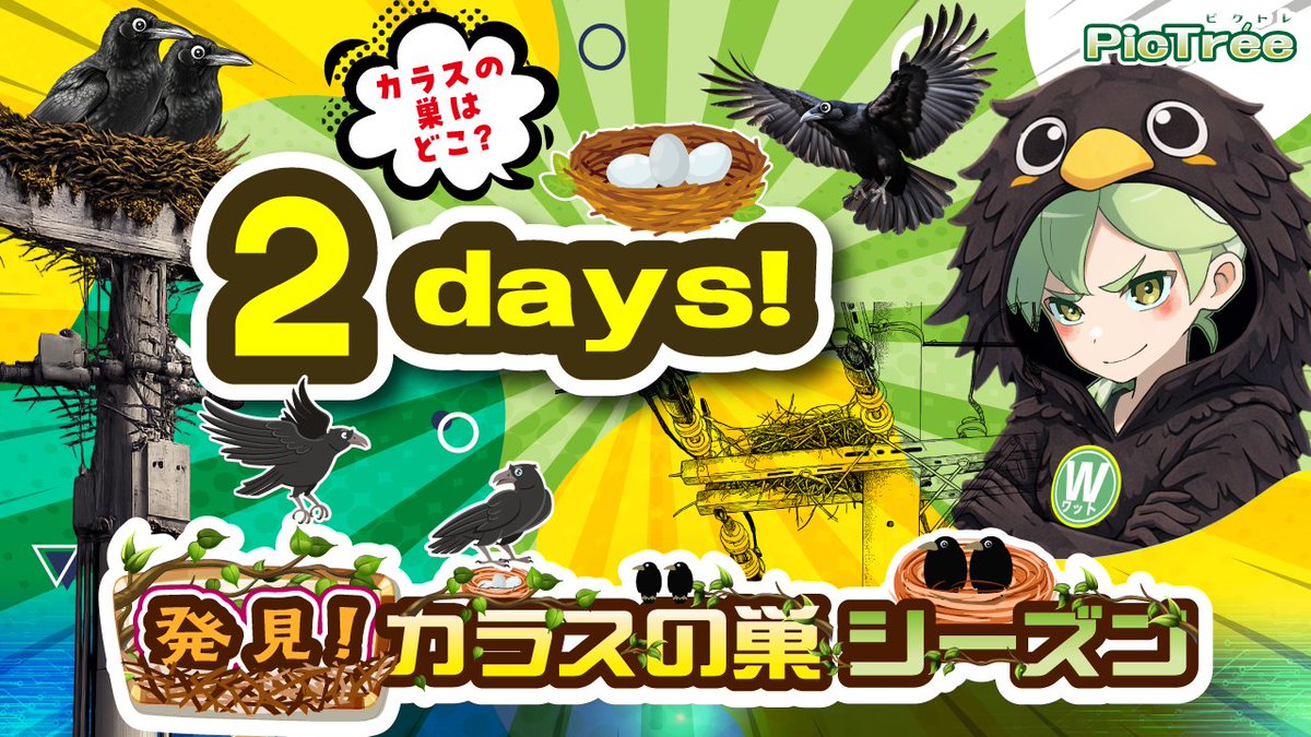 pictree_dea's tweet photo. ／
🎉#ピクトレ「発見！カラスの巣シーズン」　
開始まであと2⃣日！！
＼

🗓開催期間
●「発見！カラスの巣シーズンin千葉」
2026年3月7日(土) 6:30 ～ 2026年4月10日(金) 17:30

●「発見！カラスの巣シーズンin栃木県佐野市・群馬県館林市・埼玉県加須市」
2026年3月7日(土) 6:30 ～ 2026年5月31日(日) 17:30

📸ゲームプレイ可能時間
・撮影：6:30～17:30
・チェックイン：制限なし

📍開催エリア
・千葉県：全域
・栃木県：佐野市
・群馬県：館林市
・埼玉県：加須市

🔽「発見！カラスの巣シーズン」シーズン詳細
https://t.co/bwpFzs027F

🔽カラスの巣発見時の報告方法について
https://t.co/BmIBqzRrGz

#PICTER #ピクター #おつピク #電柱チャレンジ #位置情報ゲーム #カラスの巣発見