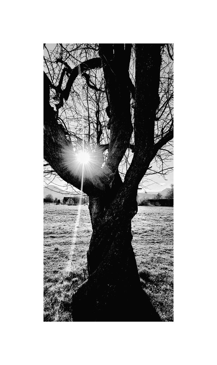 Drabbles153's tweet image. #NFTkaltenstein #kaltenstein #old #tree #sun #monochrome