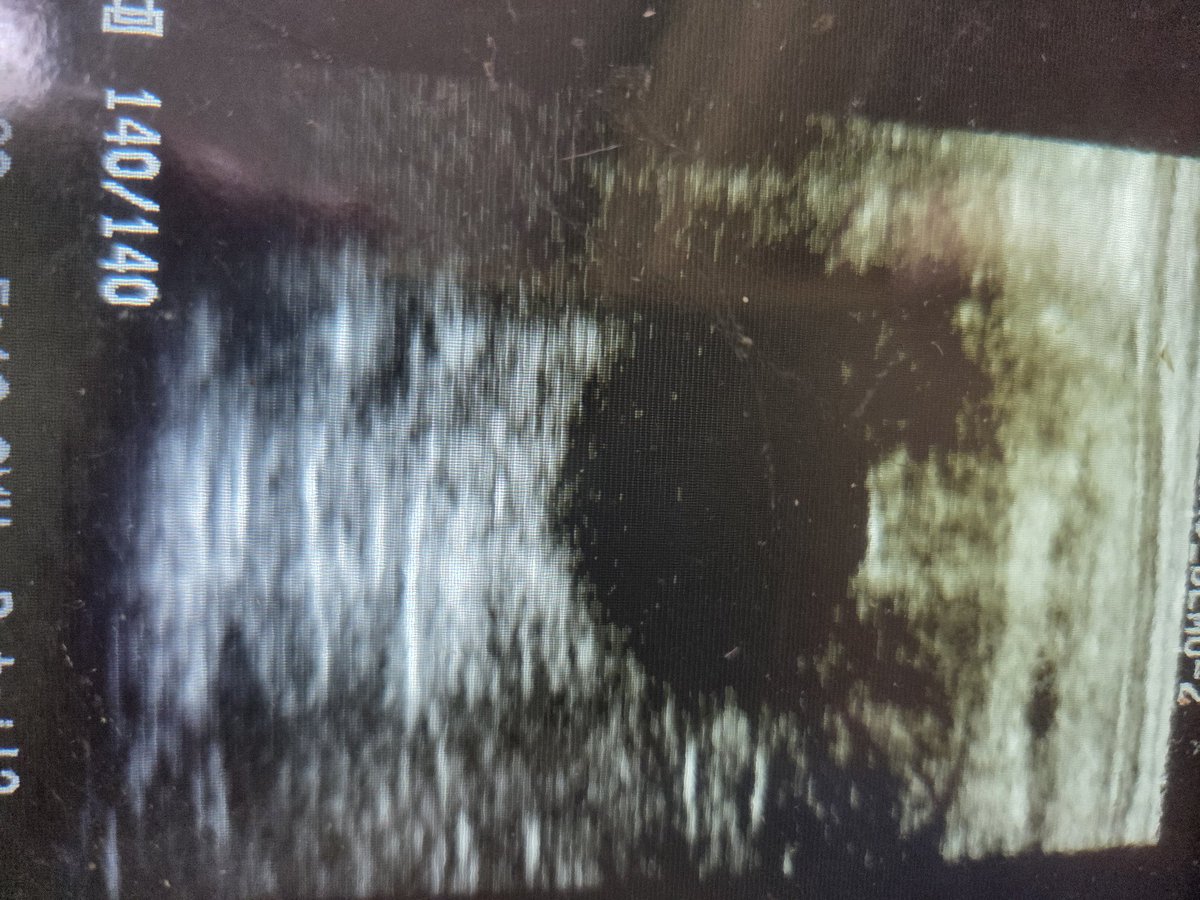 今日は妊婦鑑定 受胎していました✨ 幸先良いスタート☺️