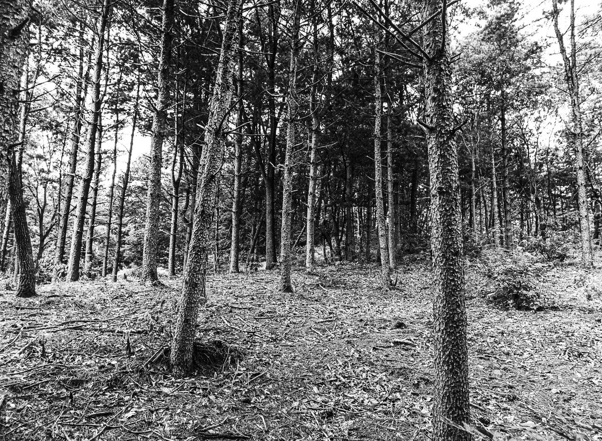 UrSICNESS's tweet photo. FOREST
Mamiya 645 AFD + Kodak Tri-X 400 https://t.co/5HtjiB8U62