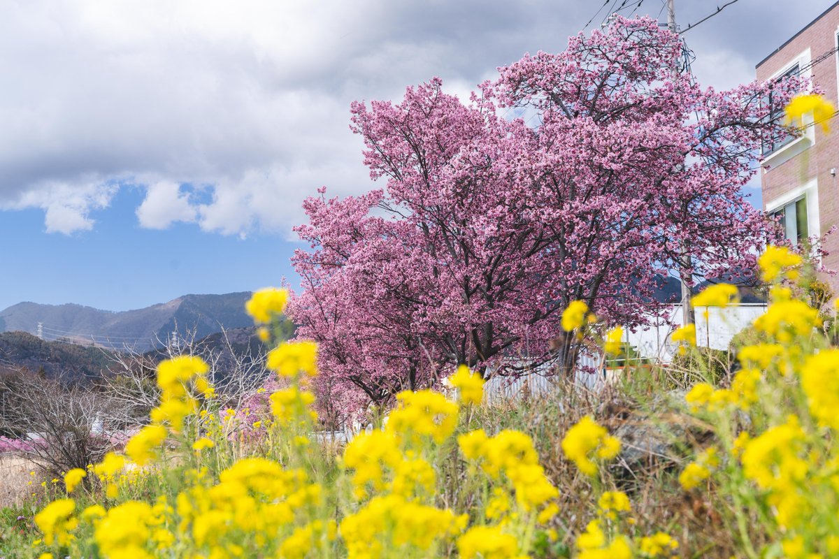 🌸平和橋上流の #オカメザクラ が見頃🌸 水無川沿いの並木がピンク色に
