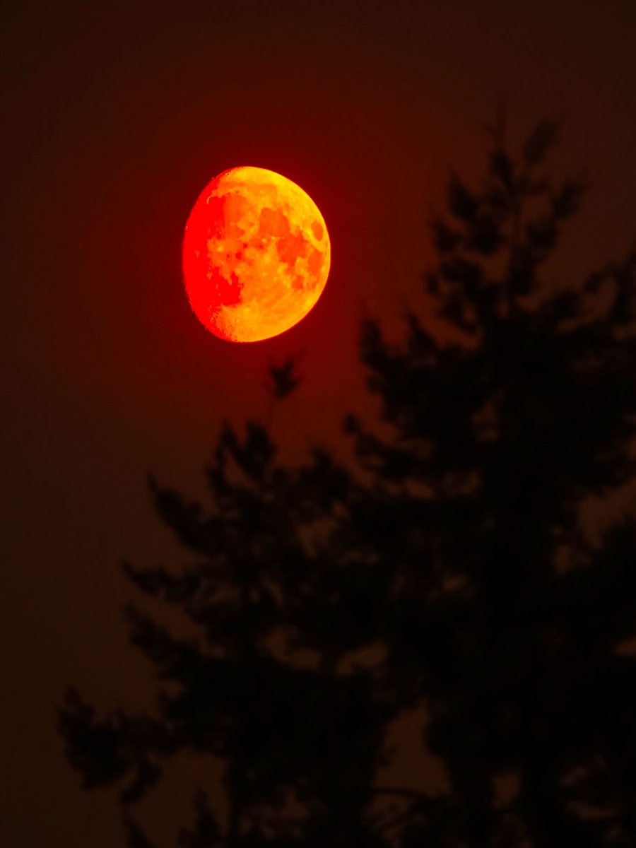 The Red Moon Last Night!😍  

The Washington haze turned it deep red—absolutely breathtaking!😮