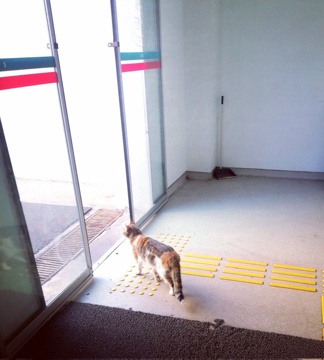 mosturuncu's tweet photo. 🧡🍀🐈 https://t.co/FPNKDVRyOy