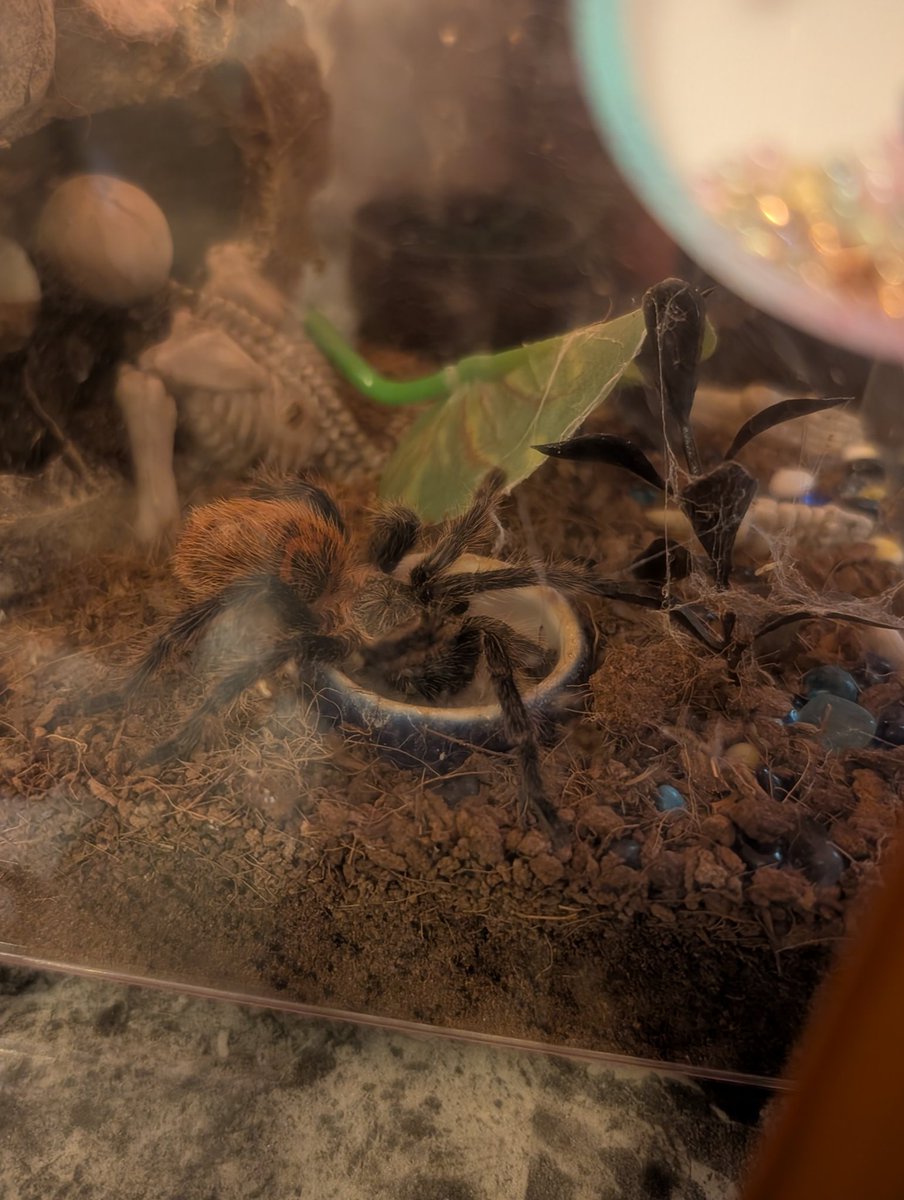 Mirai-Vegeta (RIP Toriyama-sensei)🇺🇸 tweet media