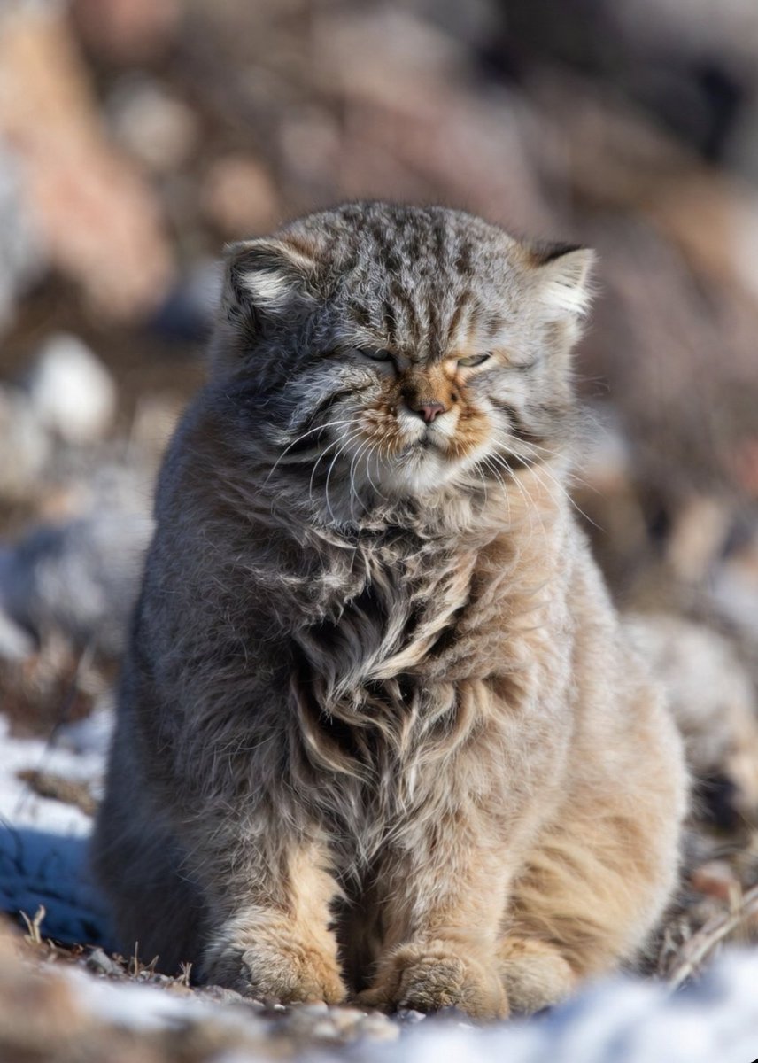 @s_peakerscorner tweet media