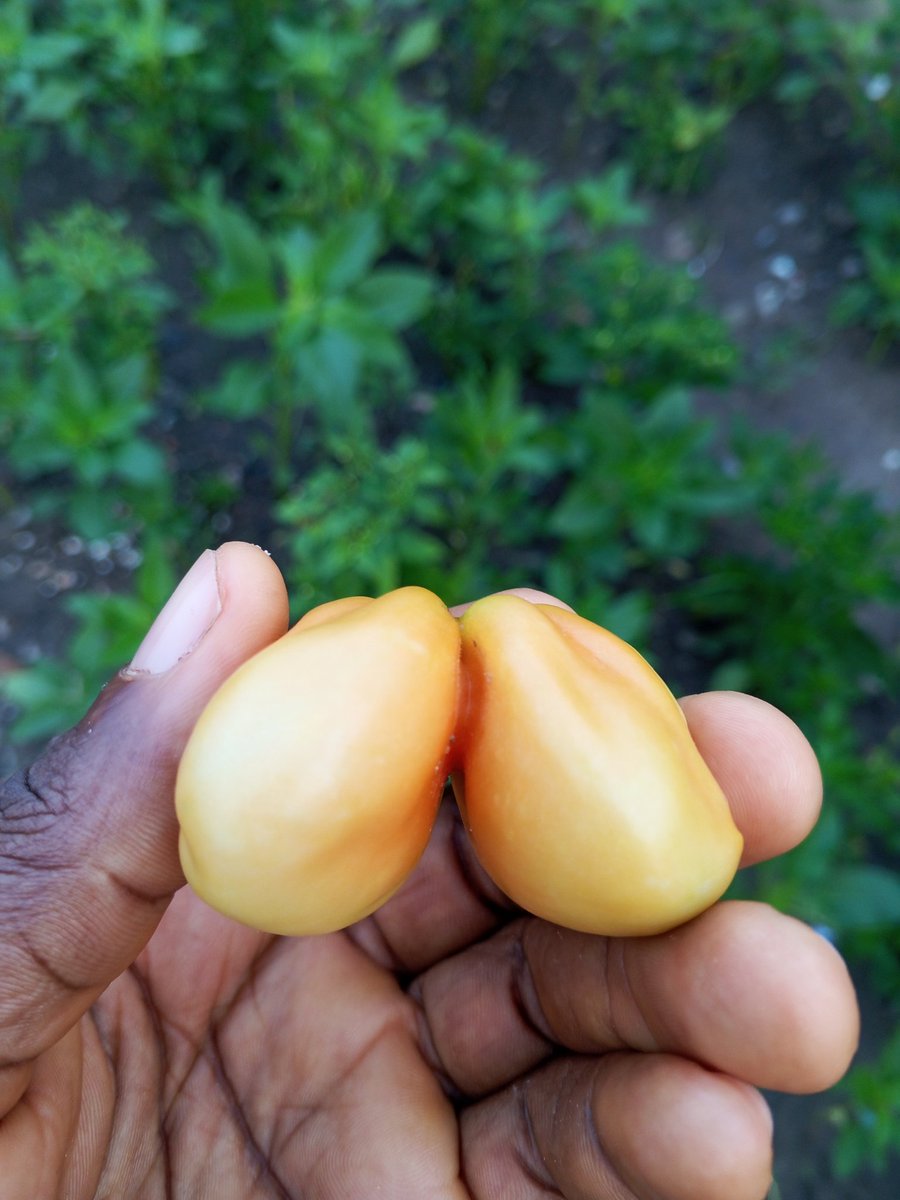 FirstKingEntert's tweet photo. Have you seen Twin Tomatoe fruit before?

This mutation is called #fasciation. It's not a sickness, it's just a weird growth where flowers fuse early on.

 It happens often in tomatoes, especially old types or from stress like hot/cold changes, bugs, or uneven water. https://t.co/uAoDo3kBbo