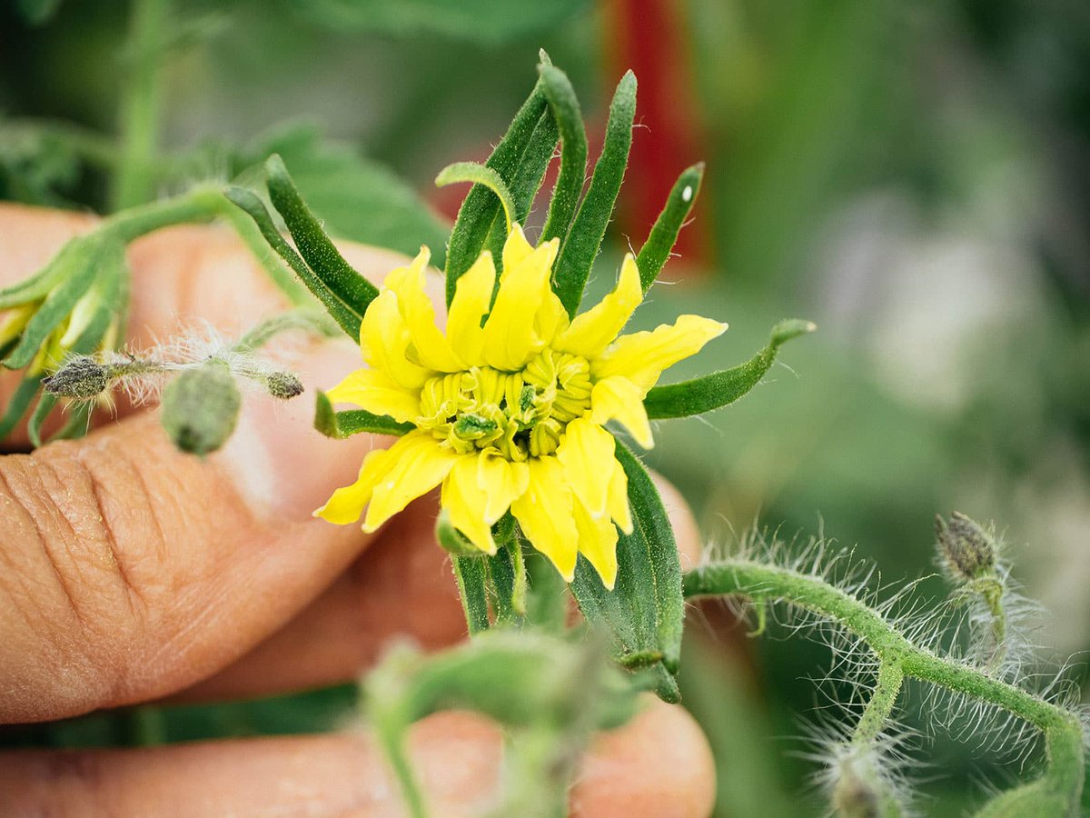 FirstKingEntert's tweet photo. Have you seen Twin Tomatoe fruit before?

This mutation is called #fasciation. It's not a sickness, it's just a weird growth where flowers fuse early on.

 It happens often in tomatoes, especially old types or from stress like hot/cold changes, bugs, or uneven water. https://t.co/uAoDo3kBbo