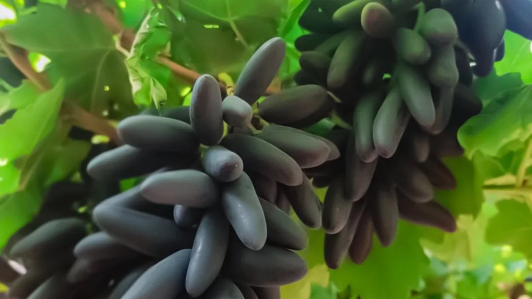 mitrasprayer's tweet photo. “Protect the farm, Power the harvest.” 
-------------------------------------------------------
Designed for vineyards that refuse to compromise. Uniform pesticide application for healthier grapes production and stronger harvests.♾🍇🌱
#MITRA #mitrasprayer #farmtech #vineyards https://t.co/ZTsql0Su4K
