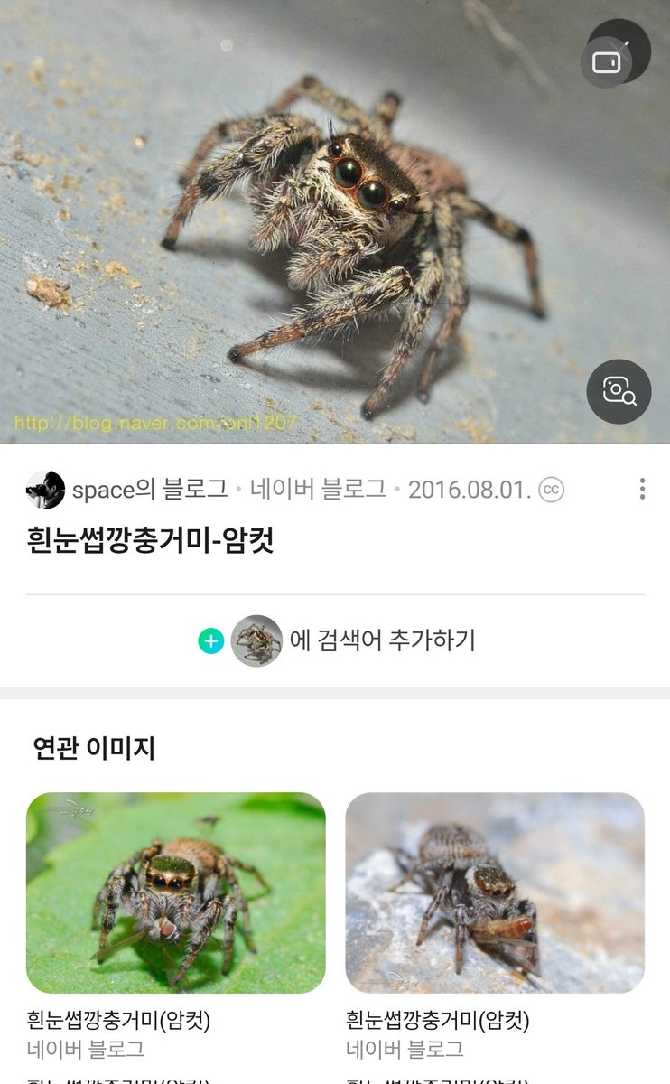 doma_sin's tweet photo. @Grocery_M_rep 글러브라고 해서 첨 동영상에 흔들흔들하고 있는 부분을 보면 알수있습니다~! 수컷은 권투글러브를 낀것처럼 주먹?이 있어요! 복실복실해서 수컷인줄알았는데 암수비교 사진을보니 암컷이네요! 사진 순서대로 수,암 입니다 🕷🕸 https://t.co/gPQc71WJcn