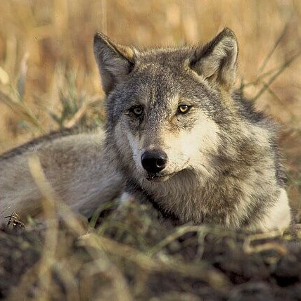 TheNatureFund's tweet photo. Gray Wolf Returns to Los Angeles County After More Than a Century #GrayWolf #WildlifeReturn #CaliforniaWildlife

https://t.co/pj2ctwio2k https://t.co/iVuaNzMe9J