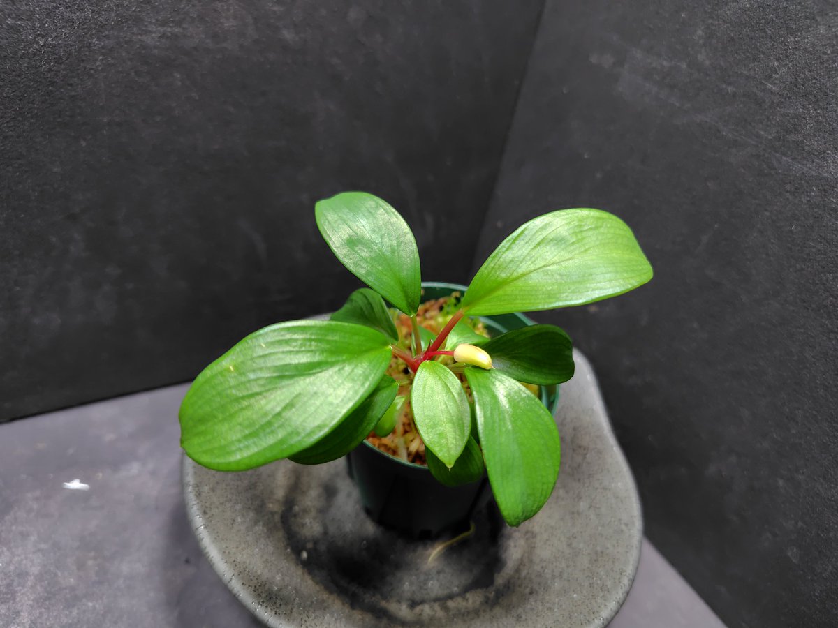Homalomena aff. vittifolia /