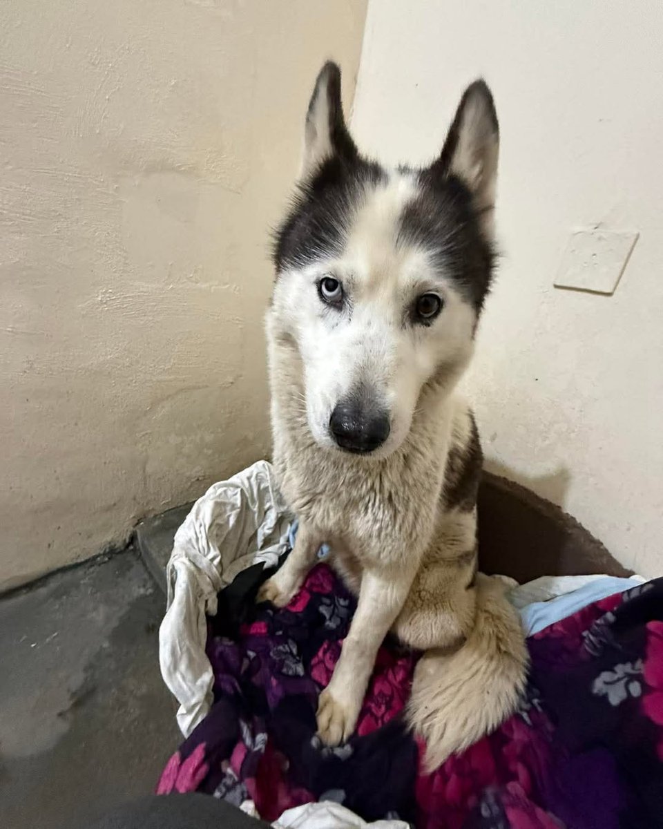 Animal Adoptions UK 🐕‍🦺🐈🐎❤️ tweet media