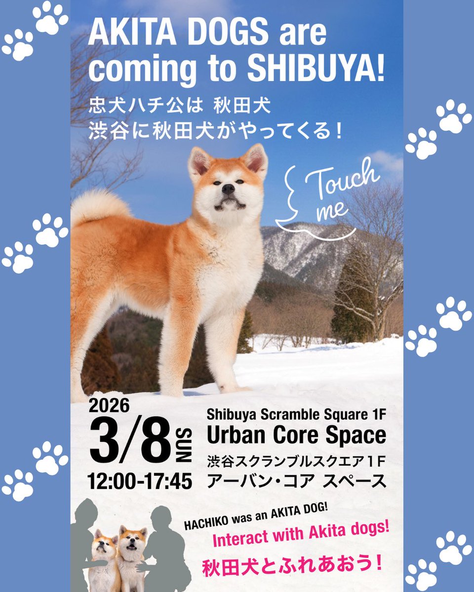hachifull_'s tweet photo. 【秋田犬触れ合い体験@渋谷スクランブルスクエア】開催決定‼️‼️
 #秋田犬 #akita #shibuya https://t.co/bY2THPvCuM
