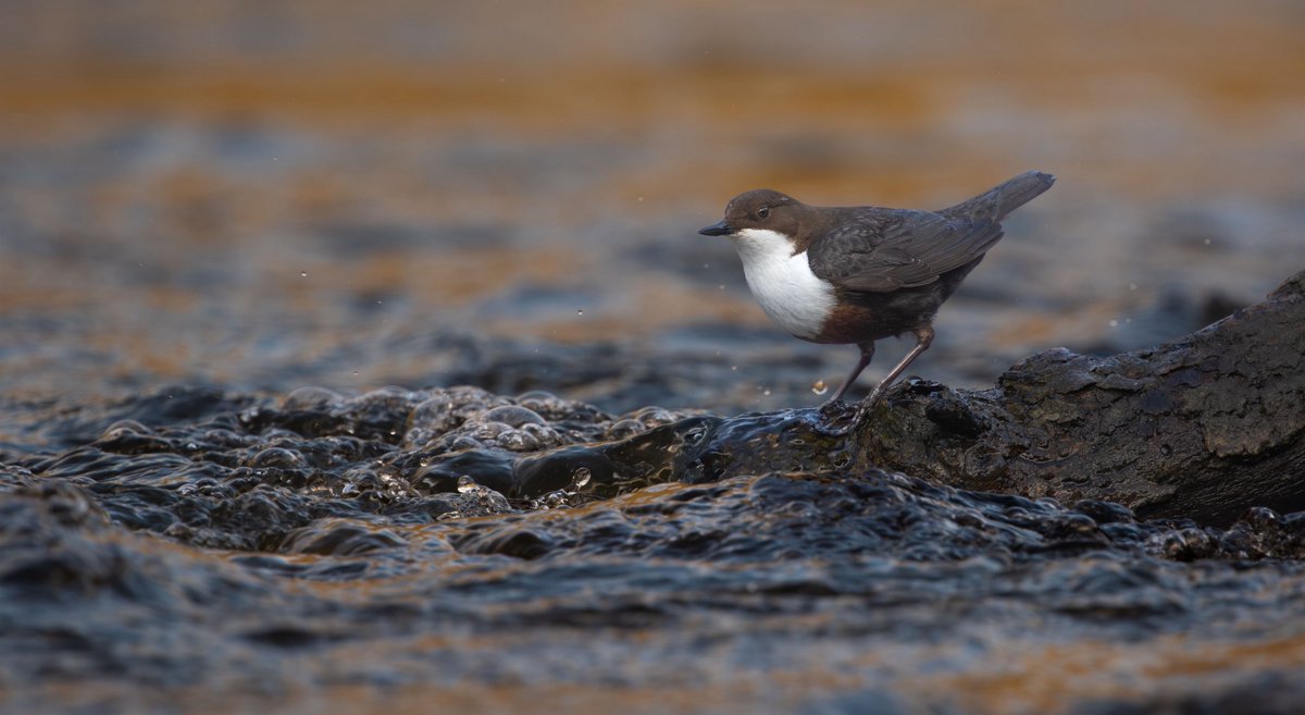 Sam Goddard tweet media