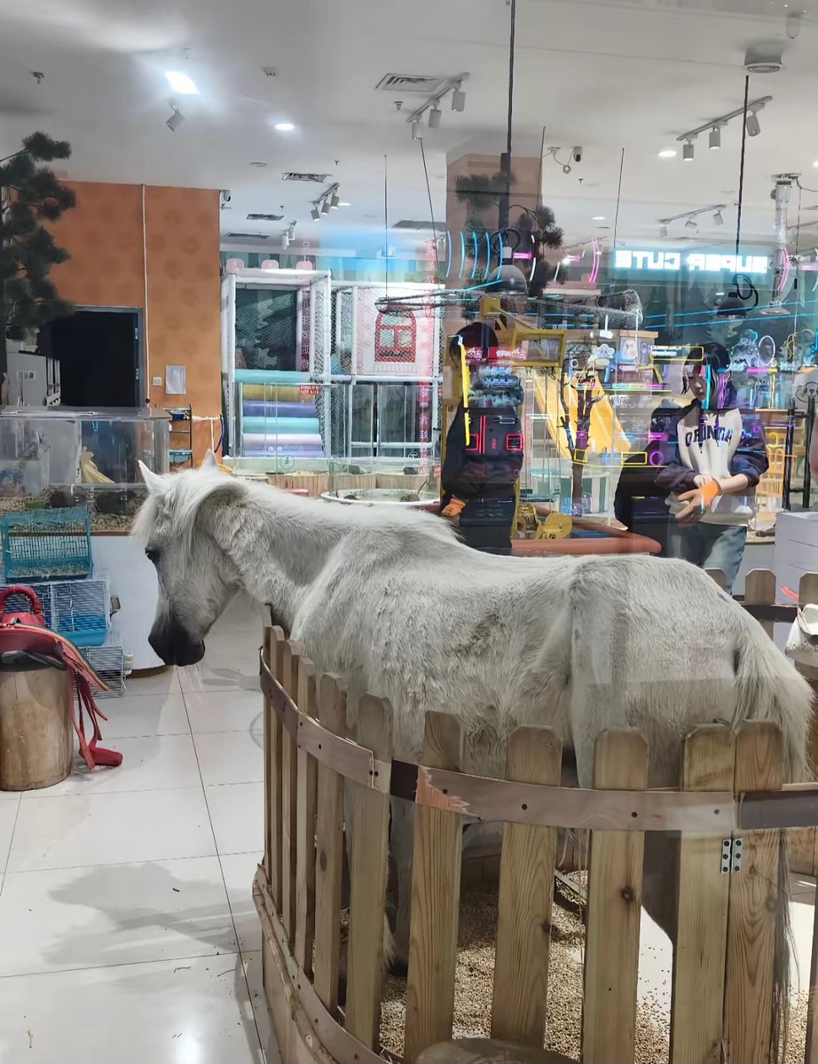 A horse dragged to the shopping centre in Shanghai, China 

"I really don't get the point of having a zoo in a shopping mall. It's a paradise for kids and a living hell for the small animals."

#animal #stopanimalcruelty #stopanimalexploitation #stopanimalabuse