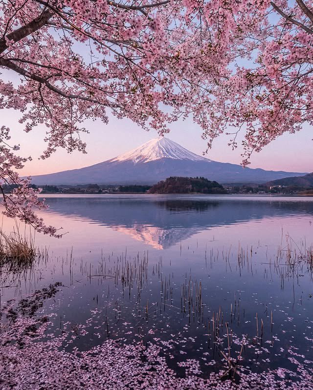 Wealth__0's tweet photo. Japan During Cheryy Blossom Season Looks Like Something Out Of A Dream 🌸

Japan's cherry blossoms sell luxury through a fleeting spring spectacle

Sakura season compresses travel demand into a narrow window, so flights and hotels can price like peak weekends. https://t.co/pPuN84YnFx