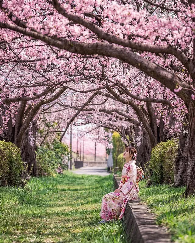 Japan During Cheryy Blossom Season Looks Like Something Out Of A Dream 🌸

Japan's cherry blossoms sell luxury through a fleeting spring spectacle

Sakura season compresses travel demand into a narrow window, so flights and hotels can price like peak weekends.