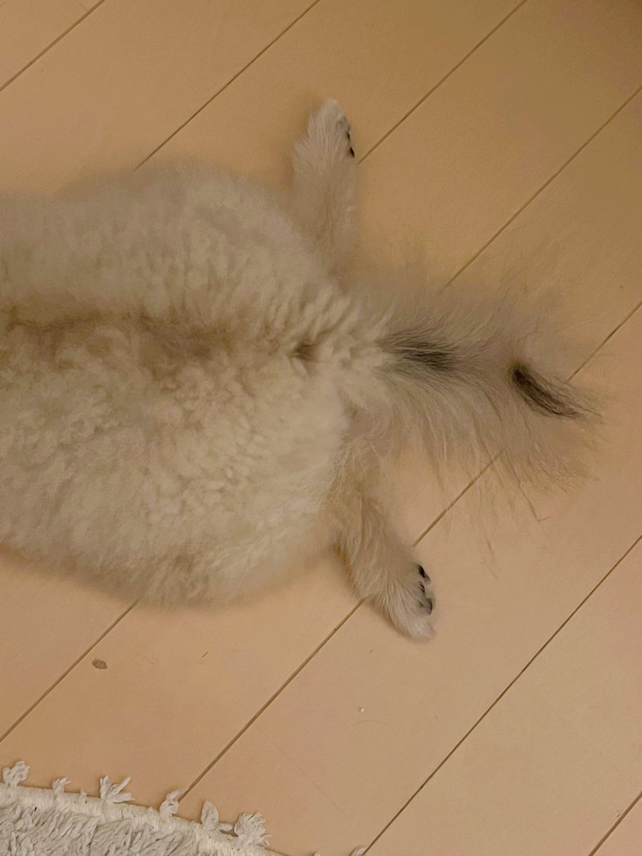 ぽんたと夢之介 tweet media