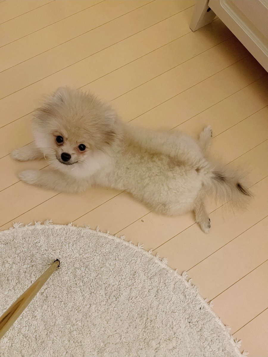 ぽんたと夢之介 tweet media