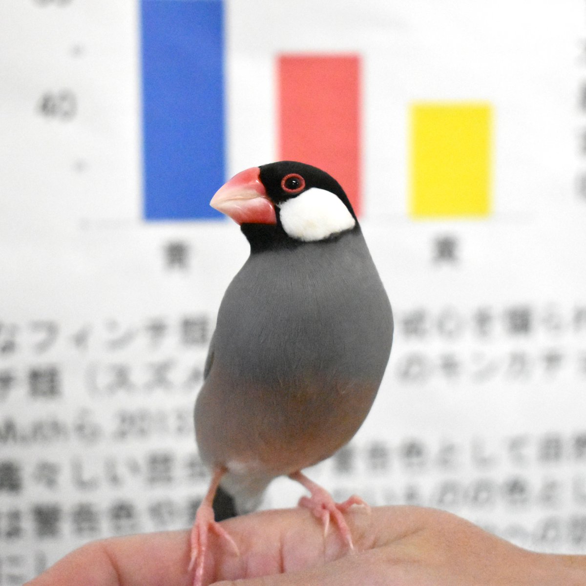 清泉女学院中学高等学校 tweet media