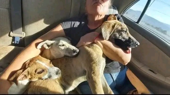 CrazyVibes_1's tweet photo. "OMG. My wife and I found these three on a hiking trip tied up to a pole with wire so short, they couldn't lay down and with no food or water, not that they could reach it even if there was. We knocked on the door, but there was no answer, so we took them. The white one collapsed on the way to the car, so I had to carry her the rest of the way. Animal cruelty should be a Class C Felony with a mandatory 10-year prison term"

Credit : Jackson Blake