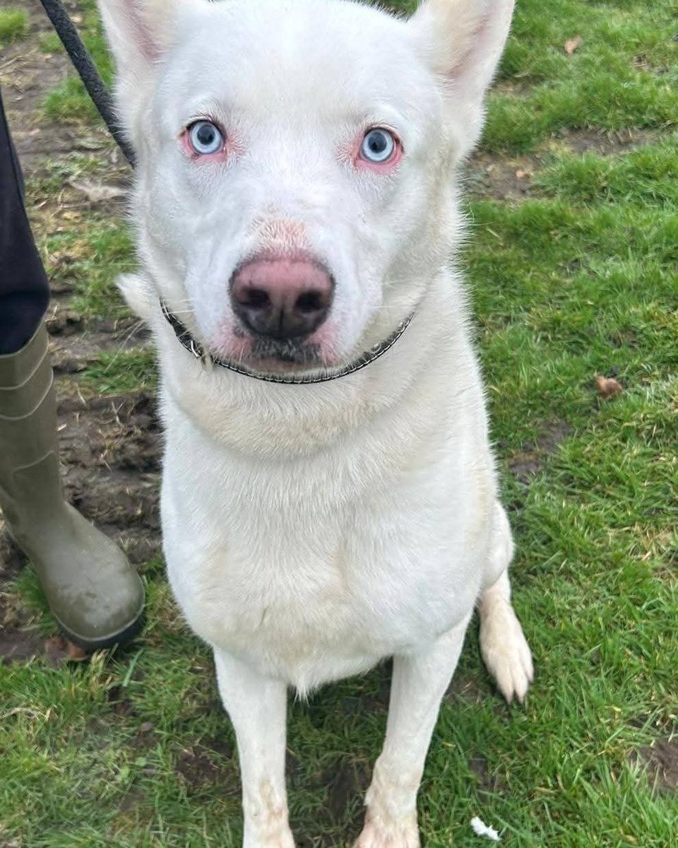 Animal Adoptions UK 🐕‍🦺🐈🐎❤️ tweet media