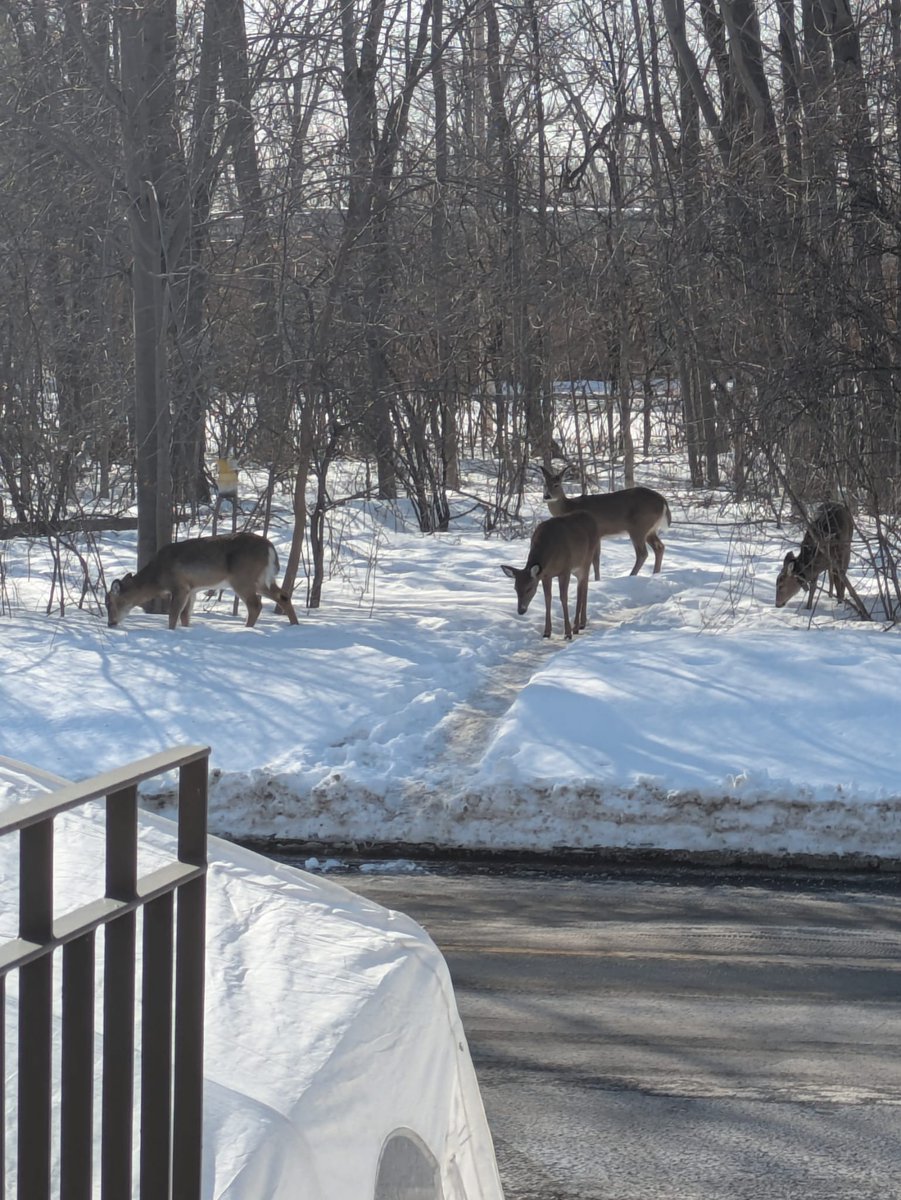 OmnicientWolf 🇨🇦🐺 tweet media