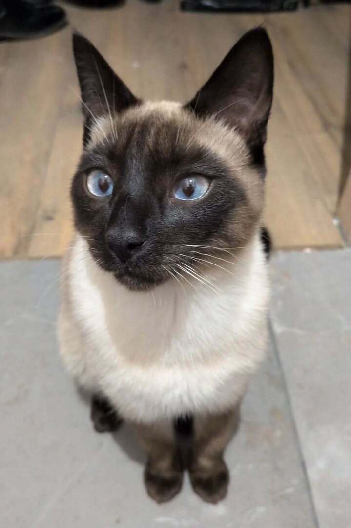 🟠 🐱 Chat perdu le 27/02/2026 à Le Crès (34920).
Race : Siamois / Âge : 7 mois
Pippin / Mâle / Identifié(e) : Oui

☎️ 0695935120
📧 lisafrrn@gmail.com

#chatperdu #chattrouve #chat #perdu #trouve