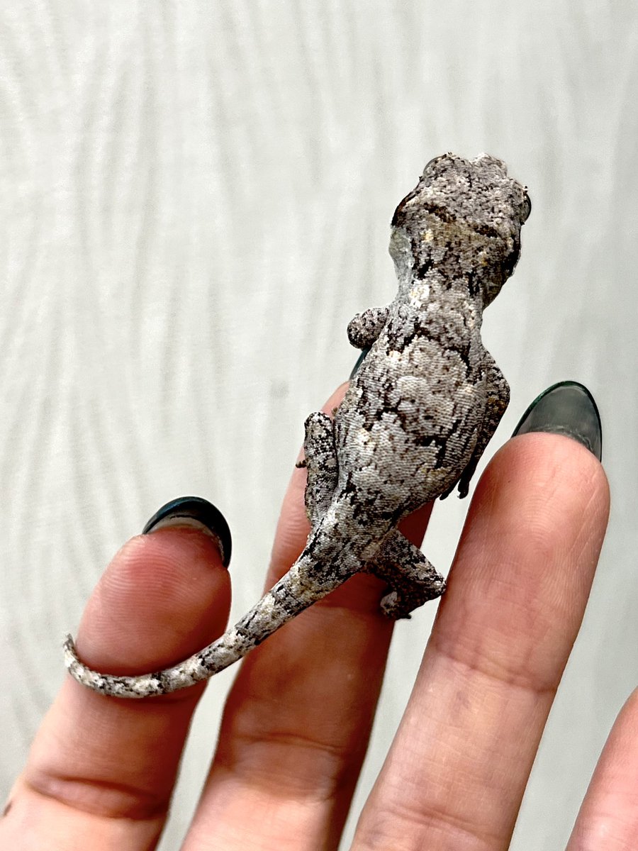 メガネ🦋/Satisfactory tweet media