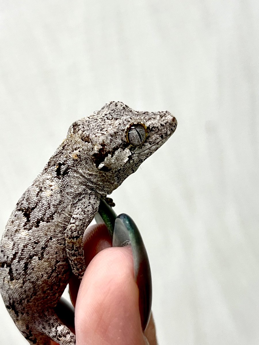 メガネ🦋/Satisfactory tweet media