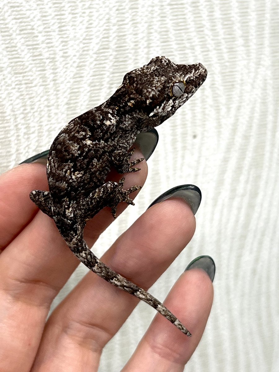 メガネ🦋/Satisfactory tweet media