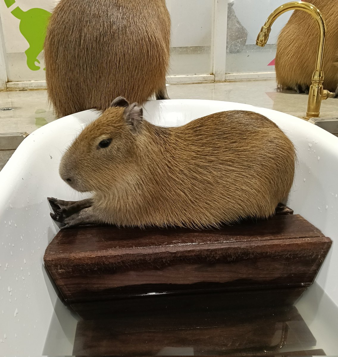 カピバラさん
前足がかわいい〜💕
#カピバラ
#アニタッチ東京ドームシティ