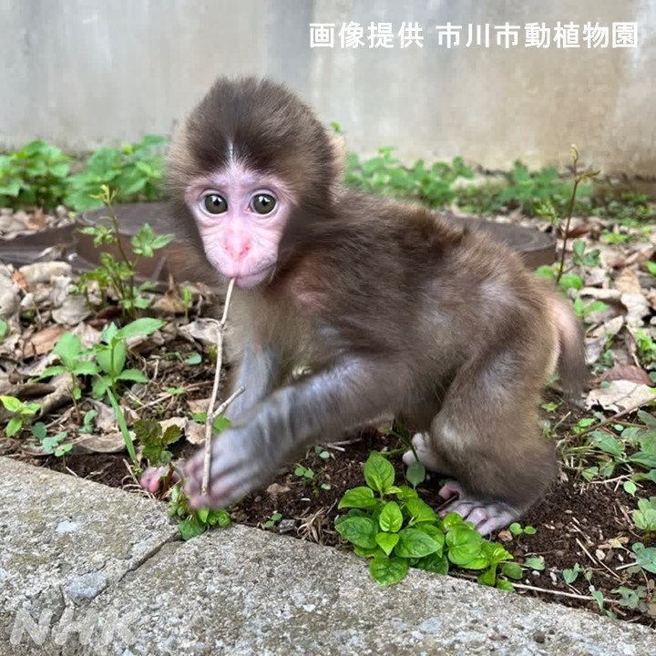 千葉のＮＨＫ／ちばを愛するあなたのメディア tweet media