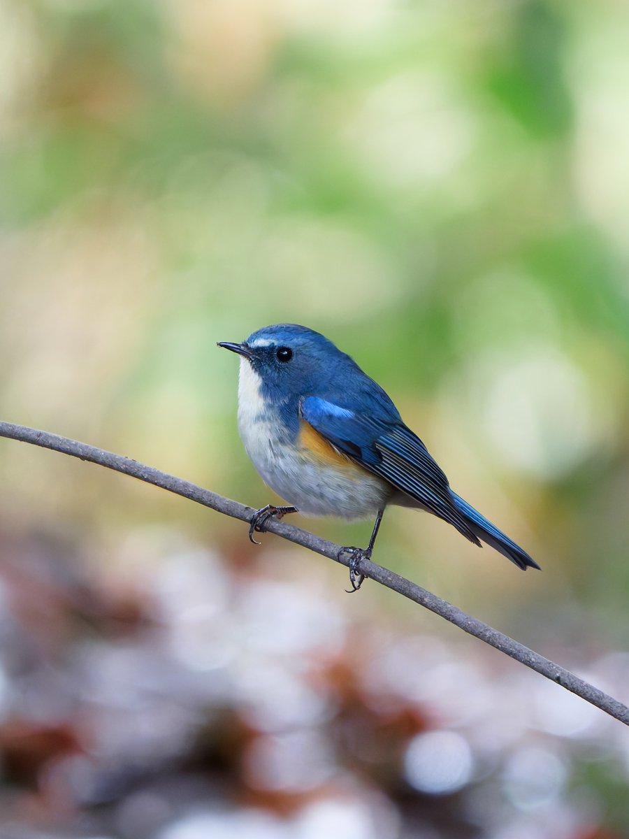 雨上がりで背景キラキラのルリビタキ

3月はルリビタキをはじめとする冬鳥たちが、いつまでいてくれるかを日々チェックなのだ

#ルリビタキ