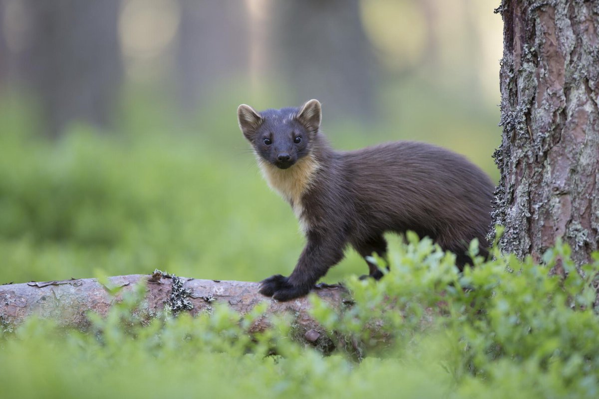 Domhnall 🇮🇪 🇵🇸 🐦‍🔥 tweet media