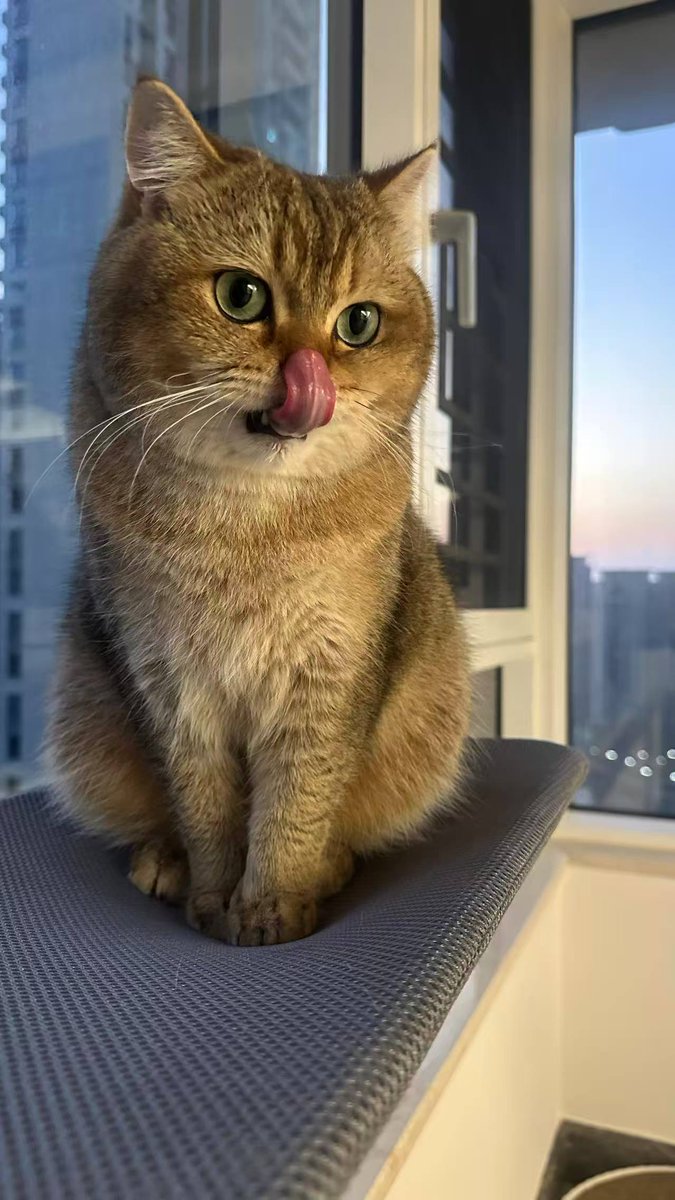 coco73592278's tweet photo. 美丽的夕阳加上可爱的猫 得有多么的治愈人心 https://t.co/2DOjrpbvnG