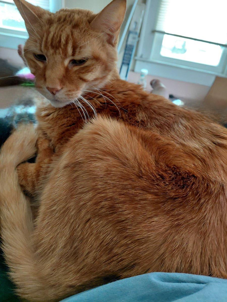 ZWhackerQuestie's tweet photo. Absolutely.
#TailsofJoy .net
#AdoptDontShop
https://t.co/e7qxOX27Q1 https://t.co/KB7tbv4thK