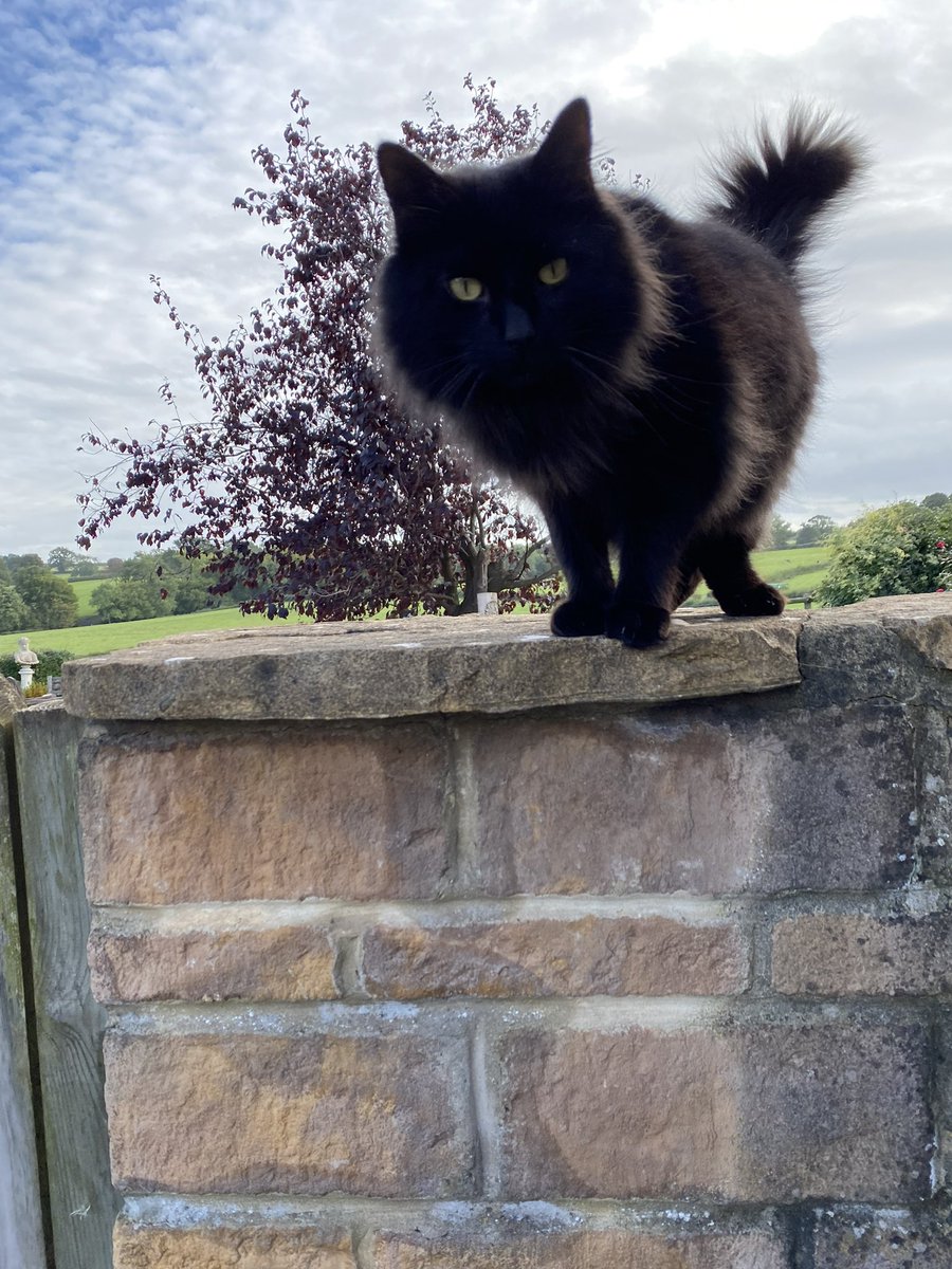 Mole, Liz, Max 🌈 and a Ghost 👻🐾🐾 tweet media