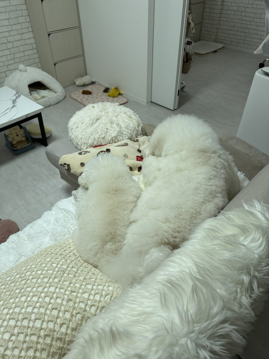 ビションフリーゼのぽむとぷりん☁️🍮 tweet media